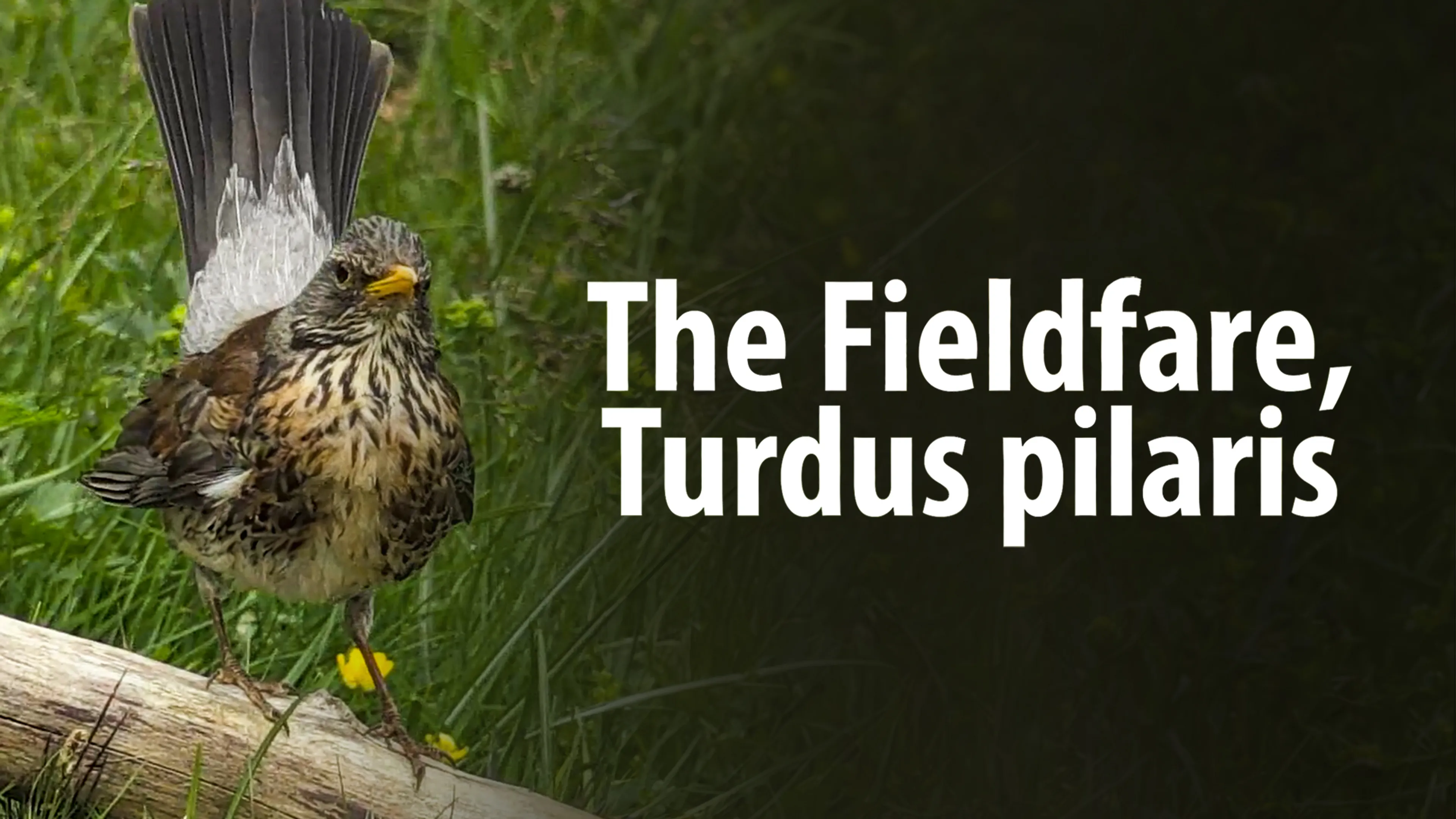 The Fieldfare: Turdus Pilaris poster